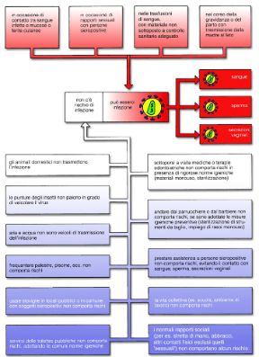 Zone di concentrazione del virus HIV. AIDS. Il virus dell’immunodeficienza acquisita è presente, in concentrazioni tali da dare infezione, nel sangue, nello sperma e nelle secrezioni vaginali; negli altri secreti corporei la concentrazione è insufficiente.