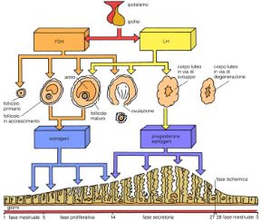 Il ciclo mestruale. Ciclo mestruale. Il ciclo mestruale dura normalmente 28 giorni circa. Il concepimento può avvenire più o meno a metà ciclo, cioè quando i follicoli delle ovaie liberano un ovulo, che inizierà il suo cammino verso l'utero, per impiantarsi se fecondato.