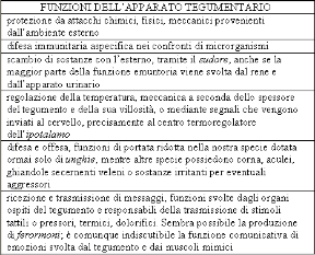 Descrizione dell'apparato tegumentario. Apparato tegumentario. Questo apparato svolge molte funzioni di estrema importanza per il nostro organismo.