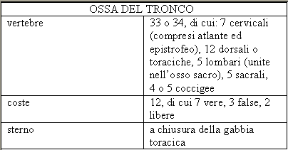 Descrizione delle ossa del tronco. Apparato scheletrico. La ossa del tronco comprendono le vertebre, le coste e lo sterno.