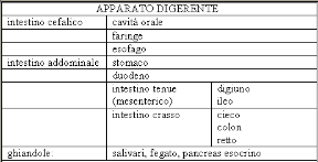 Gli organi coinvolti nel processo digestivo. Apparato digerente. Al processo digestivo concorrono alcuni organi (bocca, stomaco, intestino ecc.) e alcune ghiandole (salivari, del fegato ecc.).