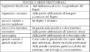 I plichi o mesi peritoneali. Anatomia. Plichi o mesi peritoneali, che avvolgono i visceri a partire dalla parete addominale.
