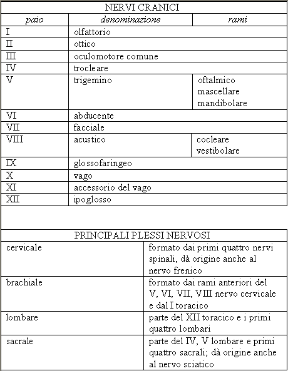 Tabella dei dodici nervi cranici. Anatomia. La tabella illustra i dodici nervi cranici e i principali plessi nervosi (cervicale, brachiale, lombare, sacrale).