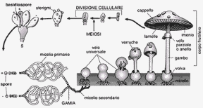 Figura 13.1 Ciclo di sviluppo
di un basidiomicete. L’esempio raffigura
un fungo provvisto
alla nascita
di uno strato di ife protettive, il velo universale, che con
la crescita viene
lacerato, lasciando in alcuni casi dei frammenti sul cappello (verruche)
o sul gambo (anello)
o alla base del gambo (volva). Questi
e l’imenio a lamelle
o a tubuli sono
elementi utili
per la classificazione.