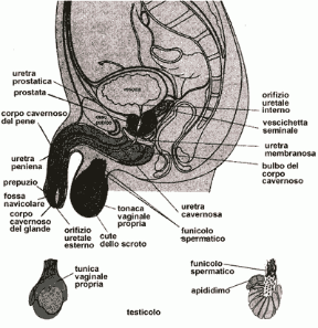 Figura 22.2 Apparato riproduttore.