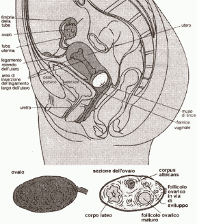Figura 22.3 Apparato riproduttore femminile.