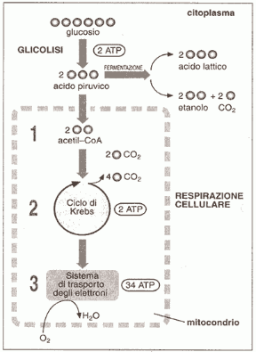 Figura 4.4 Schema riassuntivo del metabolismo del glucosio. L'acido piruvico prodotto nella glicolisi può essere utilizzato, in assenza di ossigeno, nella fermentazione, oppure, in presenza di ossigeno, nella respirazione cellulare, che si compie in tre stadi: 1.trasformazione dell'acido piruvico in acetil-CoA; 2. ciclo di Krebs; 3. sistema di trasporto degli elettroni.
