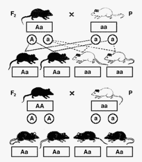Figura 7.3 Se il genitore con fenotipo dominante è eterozigote, i discendenti avranno per metà il fenotipo dominante e per metà quello recessivo (a); se è omozigote, avranno tutti il fenotipo dominante (b).