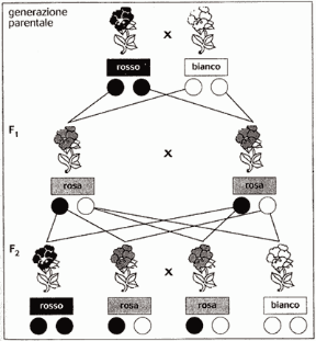 Figura 7.5 Esempio di dominanza incompleta: incrociando un individuo con fiori rossi e uno con fiori bianchi, in F1 compare
un carattere intermedio (fiori rosa). I fiori rossi
e quelli bianchi ricompaiono in F
