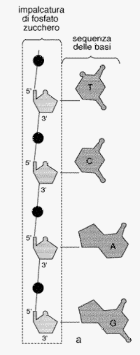 Figura 5.2 Una catena singola di DNA