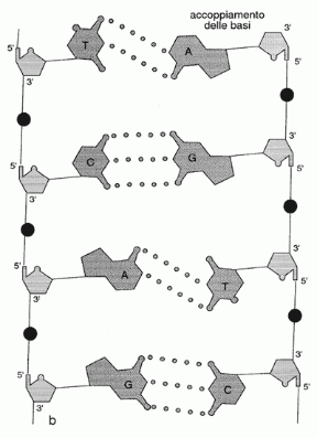 Figura 5.3 Le due catene di DNA affiancate. Sono messi in evidenza i legami a idrogeno fra le basi complemetari