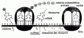 Figura 5.6 Il processo di traduzione.