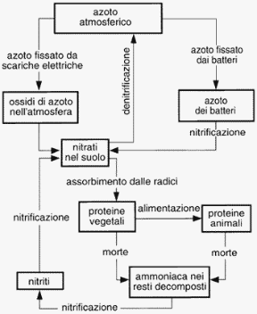 Figura 26.4 Ciclo dell'azoto.