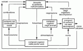 Figura 26.2 Ciclo del carbonio.
