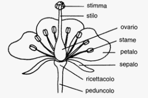 Figura 15.6 Il fiore delle angiosperme.