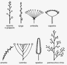 Figura 15.7 Tipi di infioriscenze.
