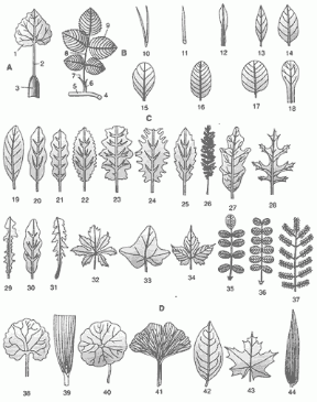 Figura 15.5 Parti della foglia (A) e tipi di foglia in base alla forma della lamina (B), alla forma del margine della lamina (C) e al picciolo (D). 1. lamina;
2. picciolo; 3. guaina;
4. foglia composta
di rosa; 5. fusto;
6-7. stipole; 8. rachide; 9. fogliolina;
10. aghiforme;
11. lesiniforme;
12. lineare;
13. lanceolata; 14. ovale; 15. obovata; 16. ellittica; 17. rotonda;
18. spatolata; 19. foglia intera a margine liscio; 20. a margine ondulato; 21. ondulato-dentata;
22. dentata;
23. doppiamente dentata; 24. dentato-spinosa;
25. seghettata;
26. bipennatosetta;
27. lobata; 28. fessa;
29. settata; 30. crenata; 31. roncinata;
32. palmatopartita;
33. palmatolobata;
34. palmata;
35. imparipennata;
36. paripennata;
37. bipennata;
38. picciolata;
39. sessile; 40. peltata; 41. a nervazione dicotoma; 42. retinervia; 43. palminervia;
44. parallelinervia.