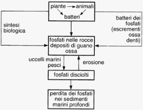 Figura 26.5 Ciclo del fosforo.