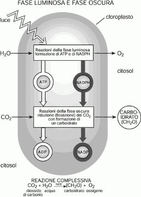 Figura 4.3 Schema riassuntivo delle reazioni della fase luminosa e della fase oscura della fotosintesi