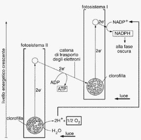 Figura 4.2 Schema dei fotosistemi I e II.