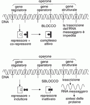 Figura 8.1 Il modello dell’operone.
Sopra: nella repressione
il regolatore produce
un repressore
che, combinandosi con
un effettore negativo, blocca
l’operatore e il funzionamento
del gene strutturale.
Sotto: nell’induzione
il regolatore produce
un repressore che si inattiva combinandosi con un effettore positivo. L’operatore e il gene strutturale possono funzionare.
