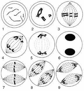Figura 6.3 La meiosi. 1. Profase I iniziale: i cromosomi cominciano a essere visibili. 2. Profase I: i cromosomi si sono condensati; gli omologhi
si appaiano formando strutture chiamate tetradi
e si intrecciano nei chiasmi. 3. Metafase I:
la membrana nucleare è scomparsa e si è formato
il fuso; le coppie di cromosomi raggiungono il piano equatoriale della cellula. 4. Anafase I: i cromosomi omologhi, costituiti ciascuno da un paio di cromatidi, vengono “tirati” dalle fibre del fuso verso i poli opposti; i centromeri che tengono uniti i cromatidi fratelli non si dividono e ogni cromosoma resta formato da due cromatidi. 5. Telofase I: i cromosomi omologhi sono completamente separati e il fuso sta scomparendo. La membrana nucleare si riforma
e compare il nucleolo; la citodieresi divide la cellula in due. 6. Profase II: il materiale dei cromosomi,
che diviene diffuso quando è completata la prima divisione meiotica, inizia di nuovo a condensarsi.
La membrana nucleare si dissolve e il nucleolo scompare. 7. Metafase II: si sono formati due fusi
e i cromosomi si stanno disponendo sul piano equatoriale. 8. Anafase II: i centromeri si sono divisi e i cromatidi si stanno muovendo verso i poli opposti della cellula; da questo momento i cromatidi
sono “cromosomi figli”. 9. Telofase II: i cromosomi figli sono giunti ai poli. Con la citodieresi si riforma
la membrana nucleare, i cromosomi figli
si despiralizzano, si rifoma il nucleolo e scompare
il fuso mitotico.