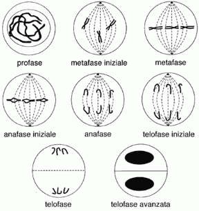 Figura 6.2 Le fasi della mitosi.