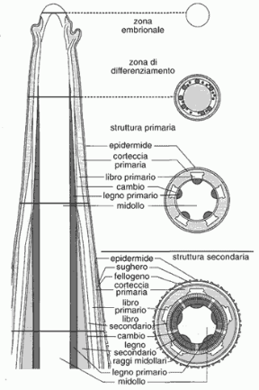 Figura 15.4 Allo schema del fusto di una pianta dicotiledone sono affiancate le sezioni relative che mostrano
la disposizione dei vari tessuti. Nella zona embrionale mancano tessuti differenziati, mentre la zona
di struttura secondaria
è quella relativa all’accrescimento
in diametro della pianta.