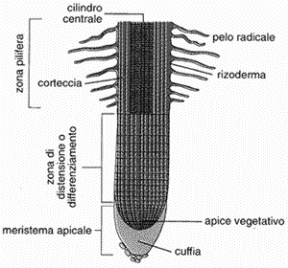 Figura 15.1 Struttura della radice.