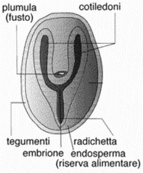 Figura 16.3 Nella struttura del seme si riconoscono già
gli elementi della futura pianta, in questo caso una dicotiledone.