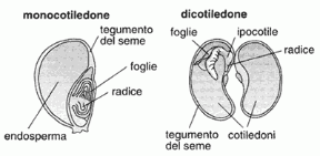 Figura 16.4 Differenze tra i semi di monocotiledoni e dicotiledoni.