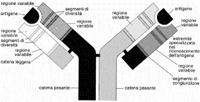 Figura 23.2 La struttura di un anticorpo.