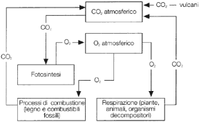 Figura 21.1 IL CICLO DEL CARBONIO E DELL'OSSIGENO