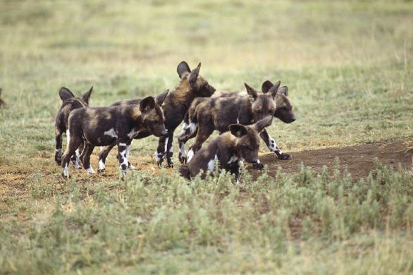Licaone (Lycaon pictus) Il licaone è presente in tutta l’Africa a sud del Sahara, dove abita le macchie, le savane alberate e le boscaglie. I fattori che compromettono maggiormente l’esistenza di questo animale sono la riduzione dell’habitat e le malattie infettive trasmesse dagli animali domestici, per tacere del fatto che, se l’uomo lo avvista nelle vicinanze dei propri allevamenti, non esita a sparare.