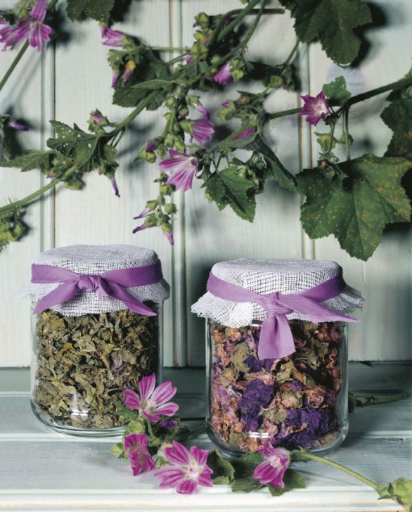 La malva come antinfiammatorio adatto a tutti La malva è una pianta delicata, indicata per chiunque, dagli adulti ai bambini, che contiene mucillagini utili contro gli stati infiammatori delle mucose, contro la stitichezza e per assorbire le tossine. Contiene vari complessi vitaminici che aiutano a combatte virus e batteri sia intestinali che polmonari. Inoltre ha dimostrato effetti antispasmodici, diuretici e la capacità di ridurre la fragilità dei capillari.