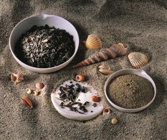 Le proprietà curative della quercia marina La quercia marina, Fucus vesciculosus, è un'alga che per il suo elevato contenuto di iodio e vitamine serve per preparare farmaci destinati a combattere l'obesità e il rachitismo.