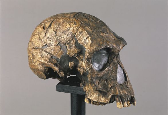 Calco di un cranio di Homo habilis ritrovato in Kenya L'Homo habilis è stato fino a circa 1,5 milioni di anni fa coevo a forme arcaiche e moderne di Australopitecine, rispetto alle quali presenta una maggiore capacità cranica, fino a 890 cm cubi (circa il 45% in più), ma soprattutto circonvoluzioni encefaliche più complesse e notevole sviluppo dei centri di coordinamento psichico e della parola.