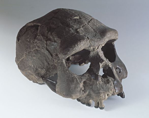 Cranio di Homo erectus, detto Cranio di Sangiran La specie Homo erectus viene caratterizzandosi circa 2 milioni di anni fa: tipico di questi Ominidi è il progressivo e relativamente rapido aumento della capacità cranica, che nelle forme più recenti raggiunge i 1200 cm cubi; da ciò alcuni studiosi ritengono che si possa parlare di più tipi, alcuni dei quali (per esempio in Cina, dove venne scoperto il noto Sinantropo, in Indonesia, in cui si caratterizzarono i Pitecantropi, e in Europa) con caratteri di vere sottospecie.