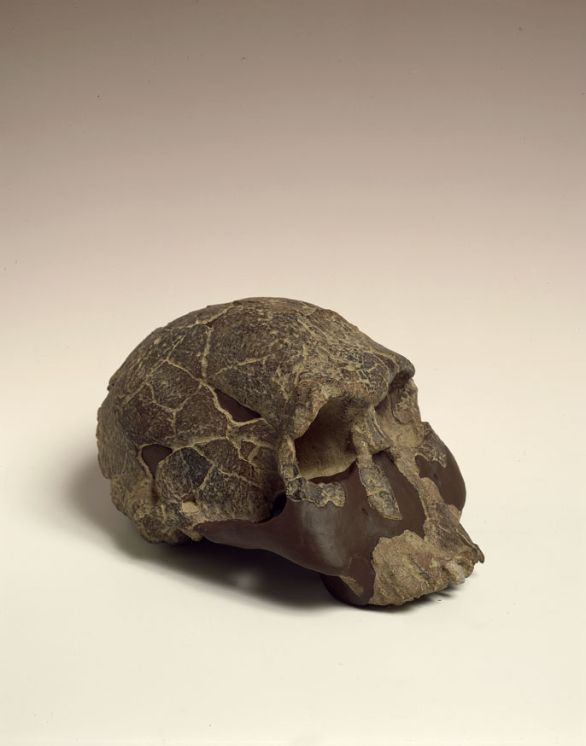 Cranio di Homo habilis. Reperto KNM ER 1470, scoperto nel 1972 da Richard Leakey (1944) a Koobi Fora, in Kenya Richard Leakey (1903-1972) è stato un paleontologo e antropologo inglese e in diverse campagne di scavi effettuate in Tanzania e Kenya portò alla luce numerosi resti fossili che si rivelarono di'importanza fondamentale per la paleoantropologia e in particolare per le conoscenze delle Australopitecine.