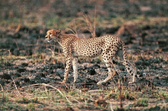 Ghepardo del Burkina Faso affamato Zoologia - Felidi - Ghepardo (Acinonyx jubatus). Burkina Faso, Arly National Park.