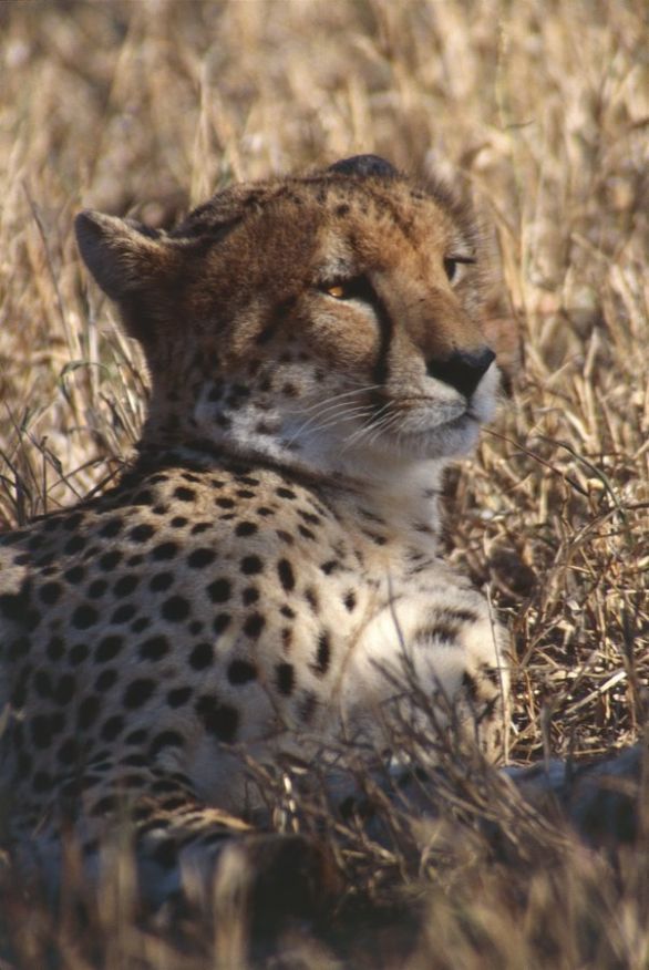 Ghepardo del Sudafrica Zoologia - Felidi - Ghepardo (Acinonyx jubatus). Sudafrica, Transvaal Riserva Londolozi