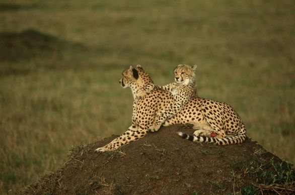 Mamma e figlio Zoologia - Felidi - Ghepardo (Acinonyx jubatus), con piccolo