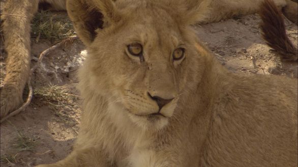 Giovane leone Un giovane leone si riposa in mezzo al suo branco
