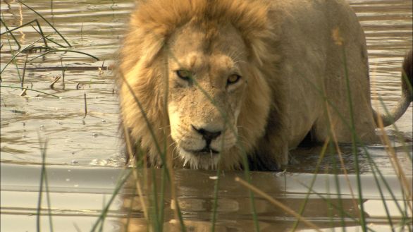 Leone nello stagno Un leone ritratto nel momento in cui abbevera