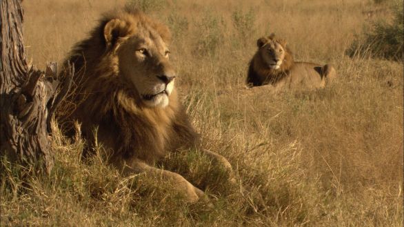 Il riposo del leone Un esemplare di leone adulto si riposa all'ombra di un albero