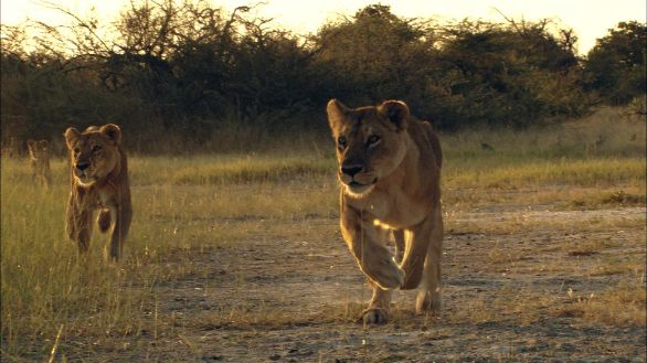Leonesse a caccia Leonesse che corrono all'inseguimento della preda