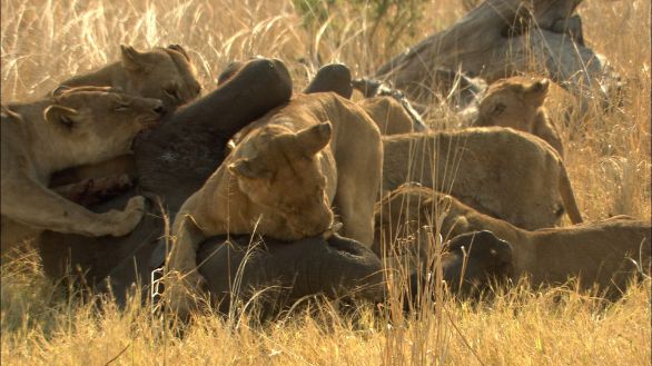 Leonesse, attacco alla preda L'agguato è riuscito e le leonesse infieriscono sulla preda, immobilizzandola