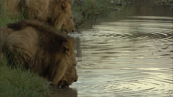 Leoni allo stagno Esemplari di leoni adulti che bevono
