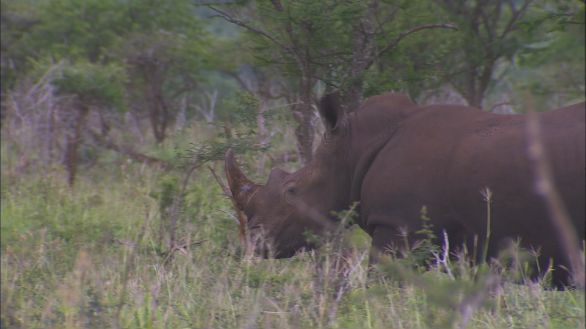 Rinoceronte Nero La savana è l'habitat naturale del Rinoceronte Nero, grande mammifero dotato di corni