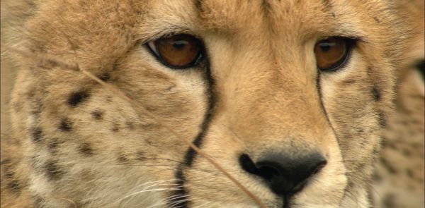 ghepardo-primo-piano